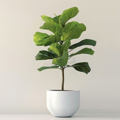 Монстера крупнолистная XXL - купить в Большом Татарском Караево